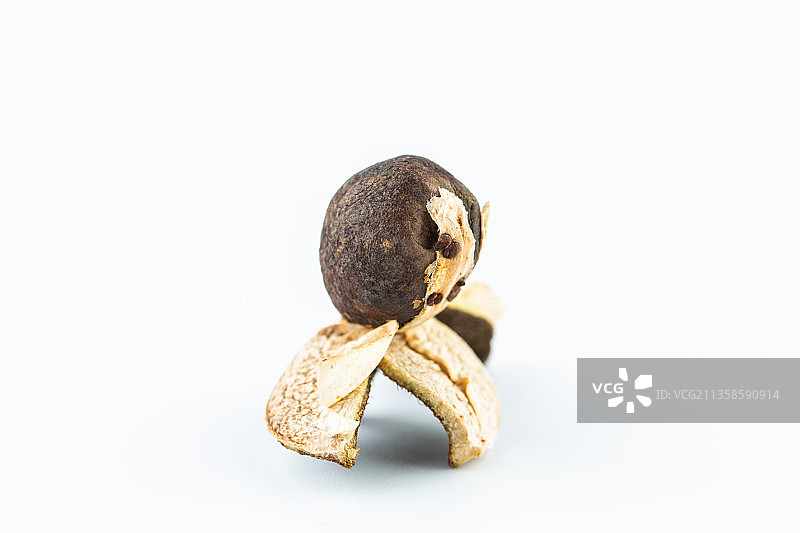 裂开的小籽油茶果特写图片素材