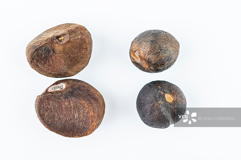 大籽油茶籽和小籽油茶籽对比图图片素材