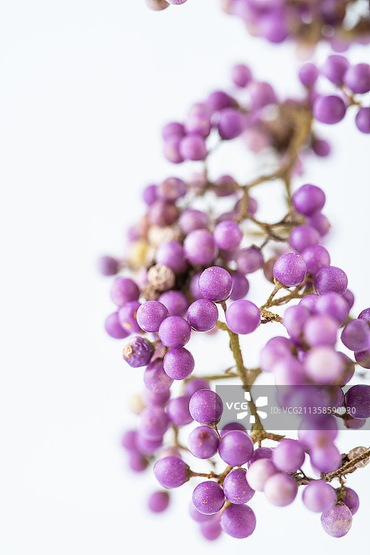 紫珠果实背景图片素材