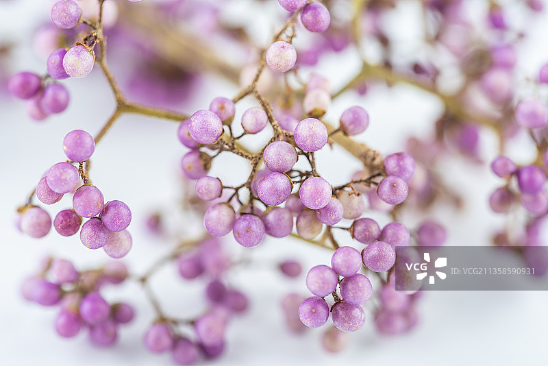 紫珠果实背景图片素材