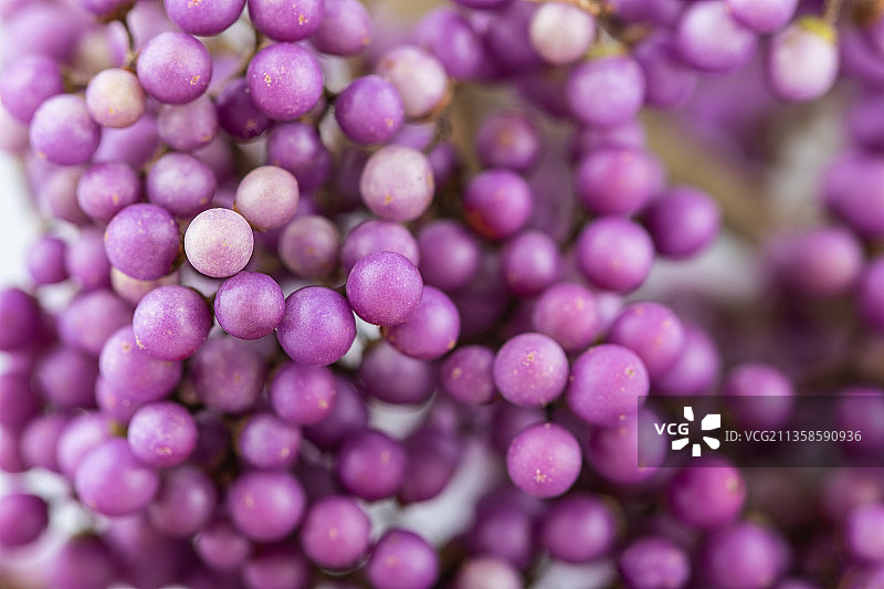 紫珠果实背景图片素材