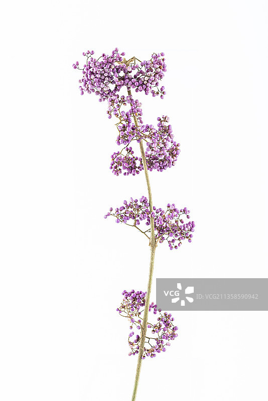 白背景上一枝紫珠图片素材