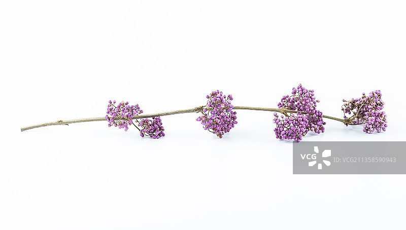 白背景上一枝紫珠图片素材