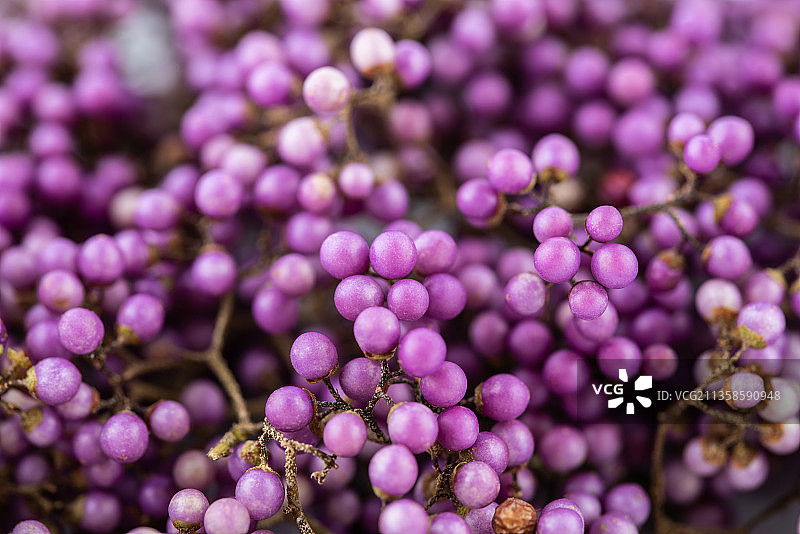 紫珠果实背景图片素材