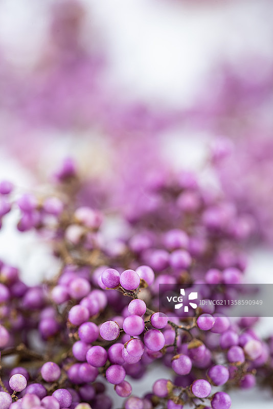 紫珠果实背景图片素材