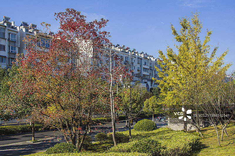 街道秋色图片素材