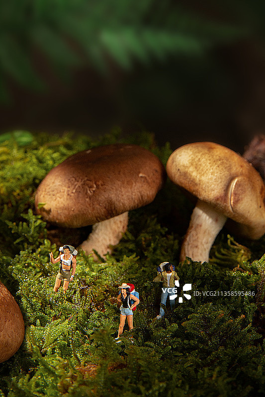 丛林穿越图片素材