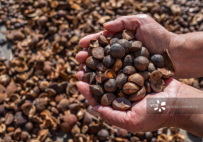 农民双手捧着丰收的油茶籽图片素材