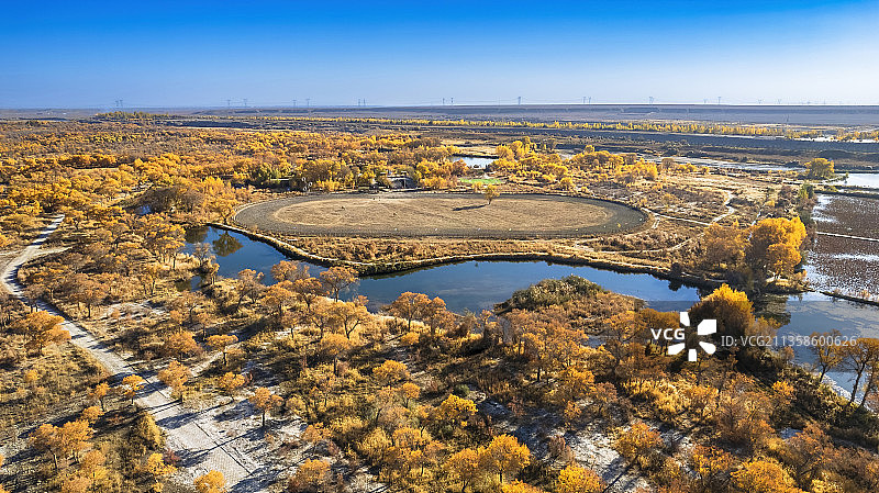 金湖杨景区.泽普图片素材