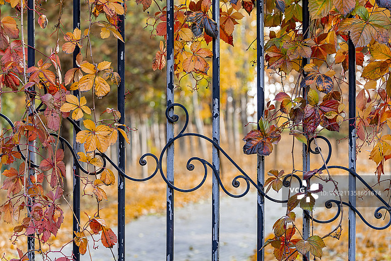 铁艺装饰栅栏上秋天红叶色彩图片素材