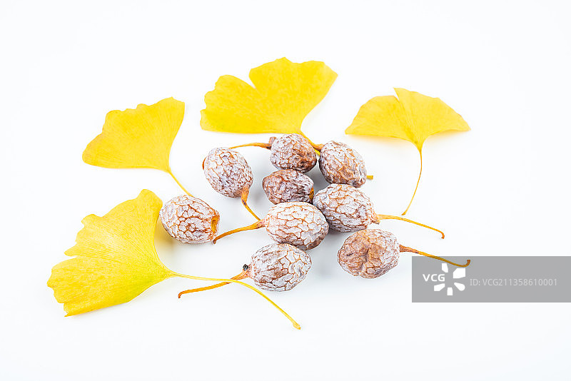 白背景上的银杏果图片素材