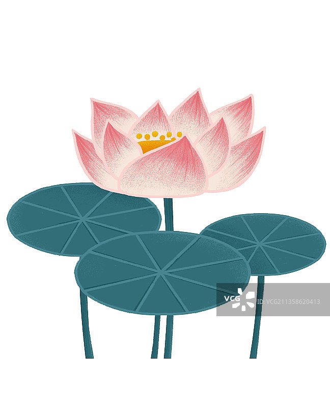 荷花白色背景图片素材
