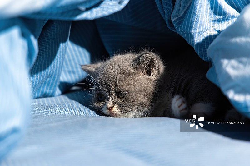 可爱蓝猫幼猫玩耍特写图片素材