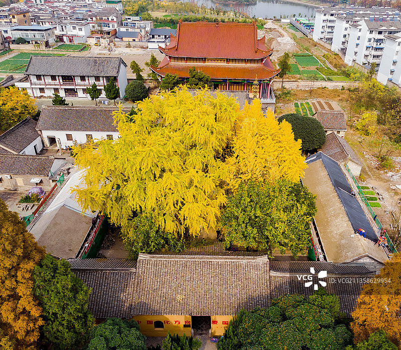 安徽省淮南市寿县报恩禅寺秋天的银杏图片素材