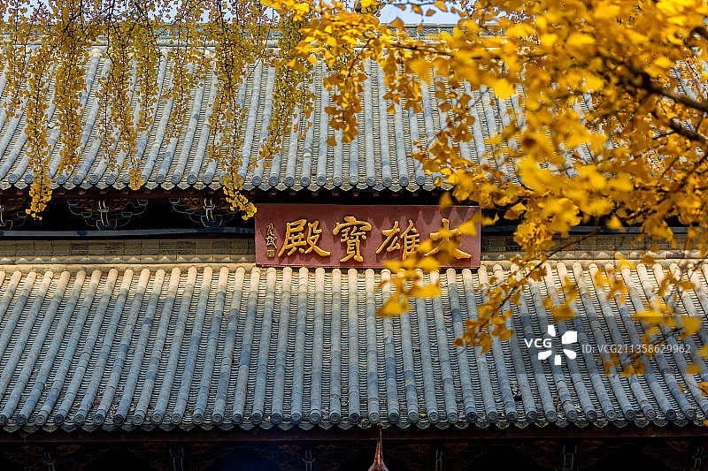 安徽省淮南市寿县报恩禅寺秋天的银杏图片素材