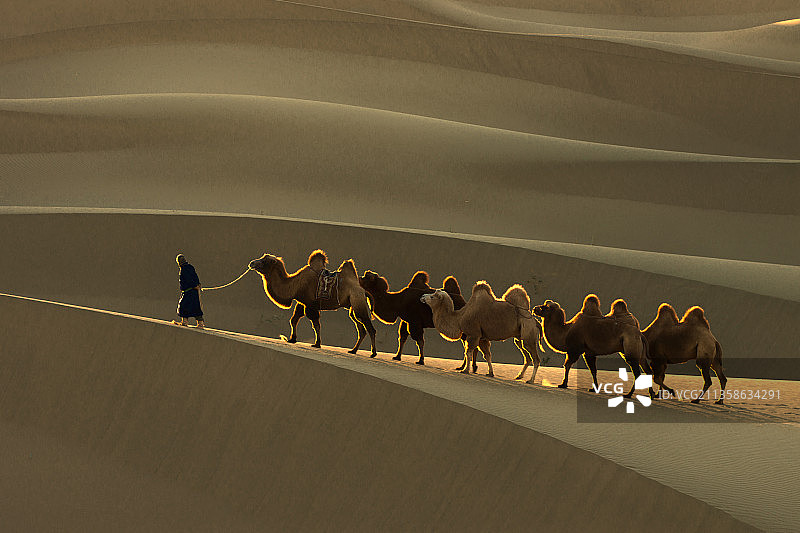巴丹吉林的驼与影图片素材