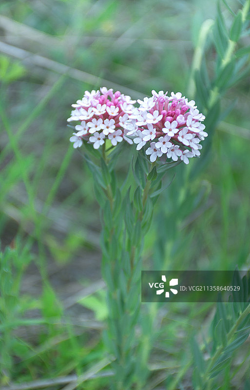 狼毒花图片素材