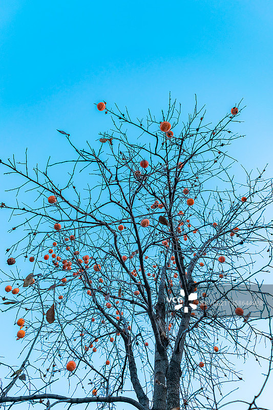 中国泰安岱庙傍晚的柿子树图片素材