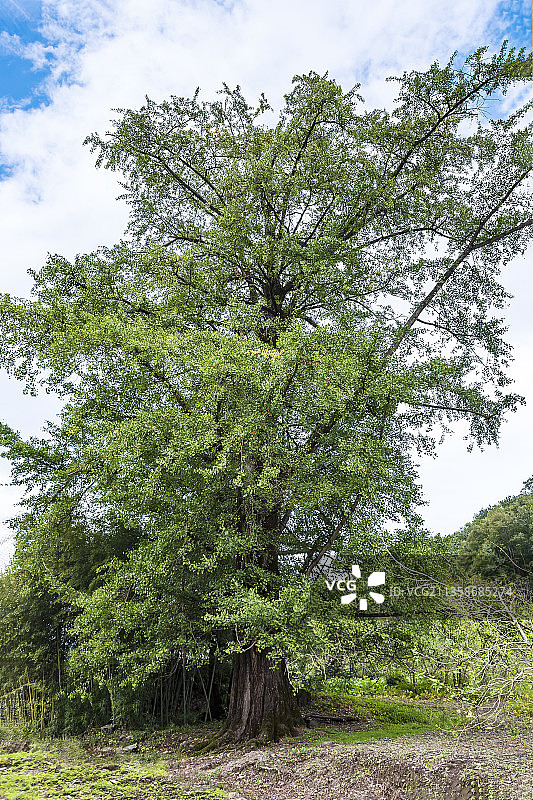 结满白果的千年古银杏树图片素材
