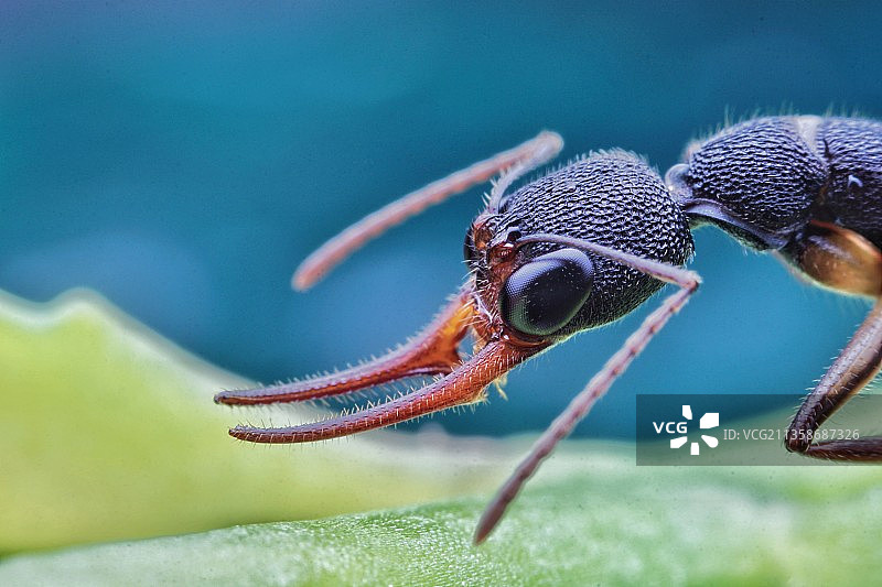 猎镰猛蚁图片素材