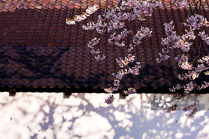 日本北海道函馆樱花光影图片素材