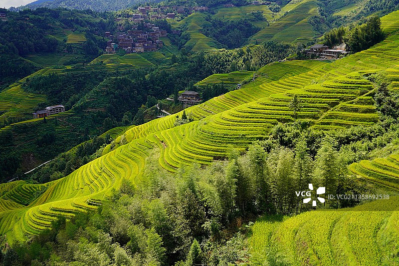 梯田中的凤尾竹图片素材