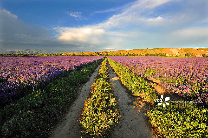 新疆伊犁，薰衣草。图片素材