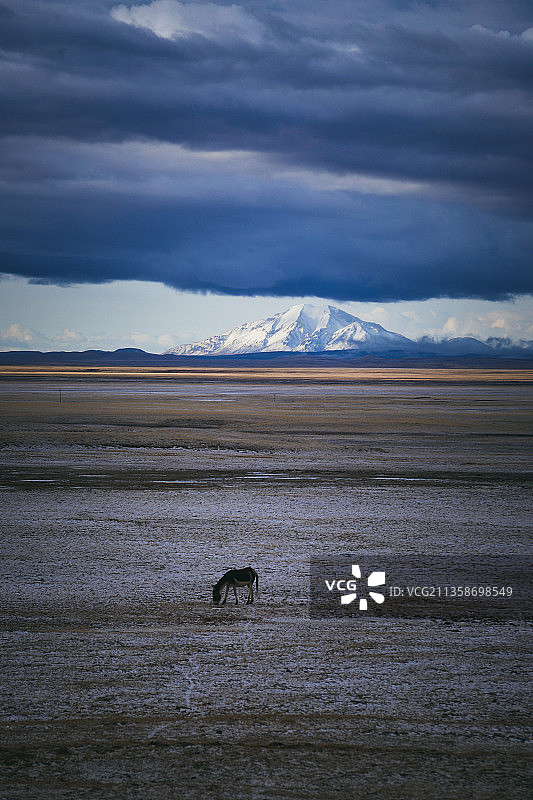 雪山草原上的野驴图片素材