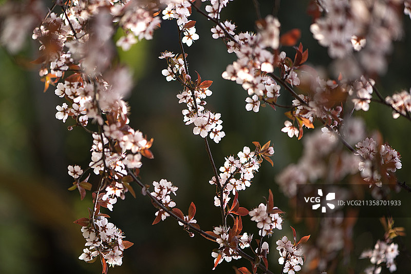 红叶李图片素材