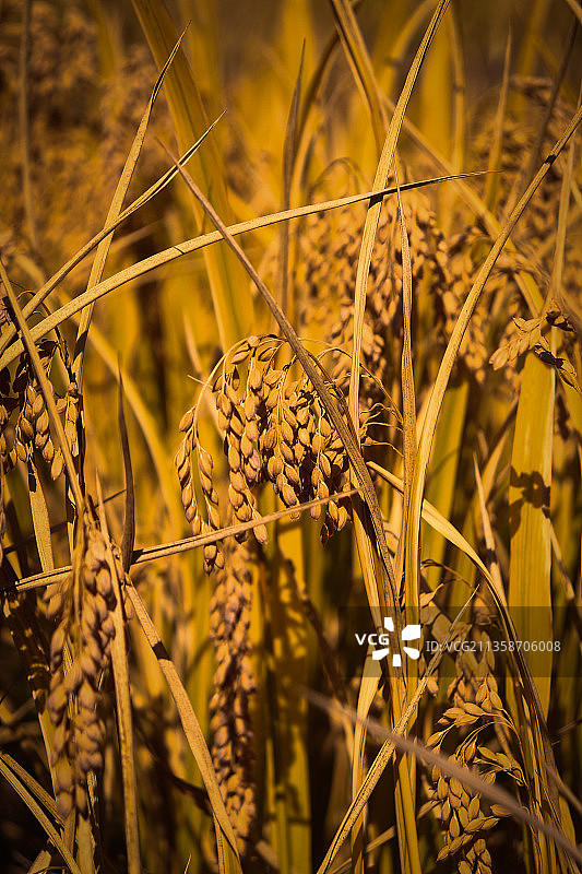 爷爷的水稻图片素材