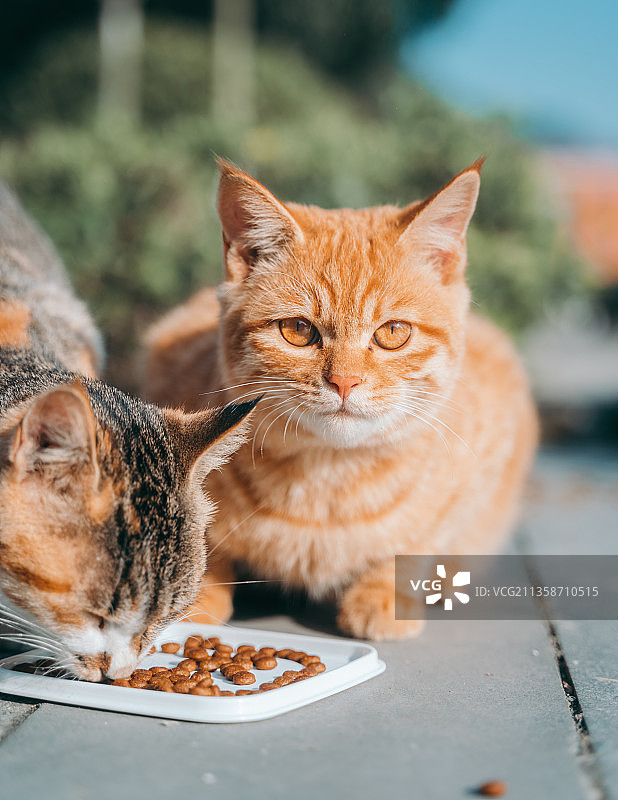 猫的特写肖像图片素材