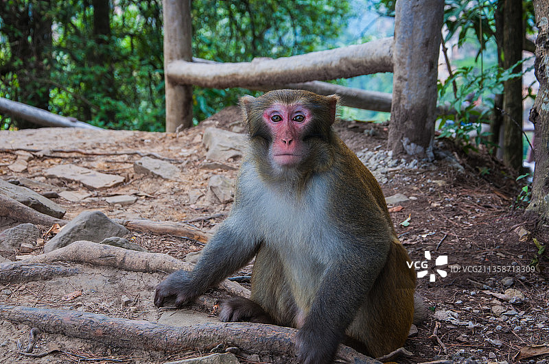 借问客从何处来图片素材