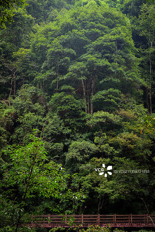 贵州遵义赤水密林深处图片素材