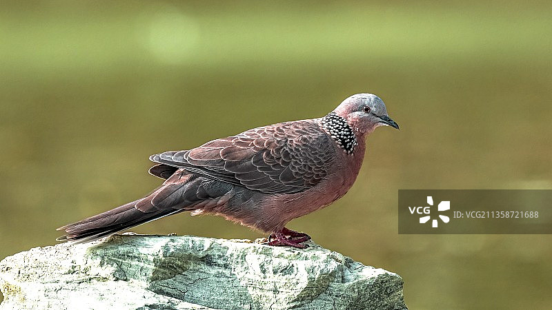 湖边的斑鸠图片素材