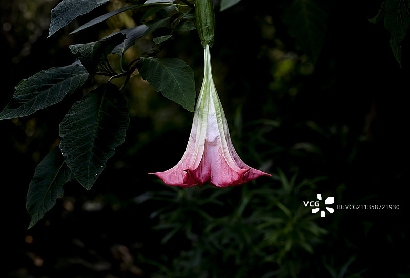 曼陀罗花图片素材