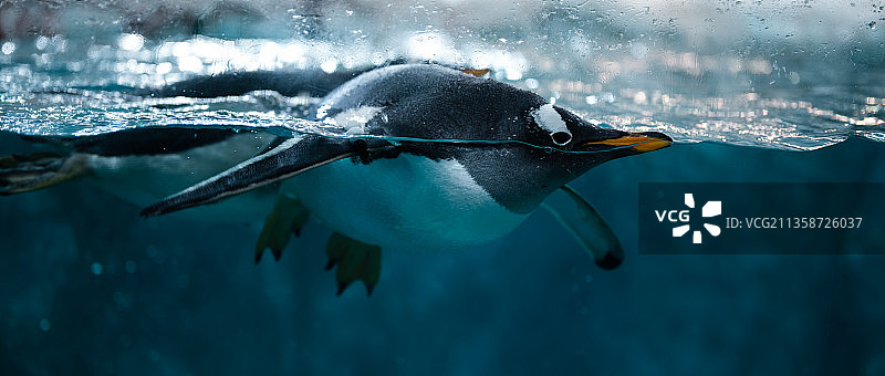 珠海-长隆海洋王国-水中精灵2图片素材