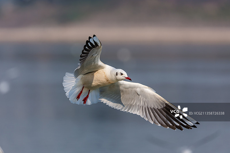江面飞行的海鸥图片素材