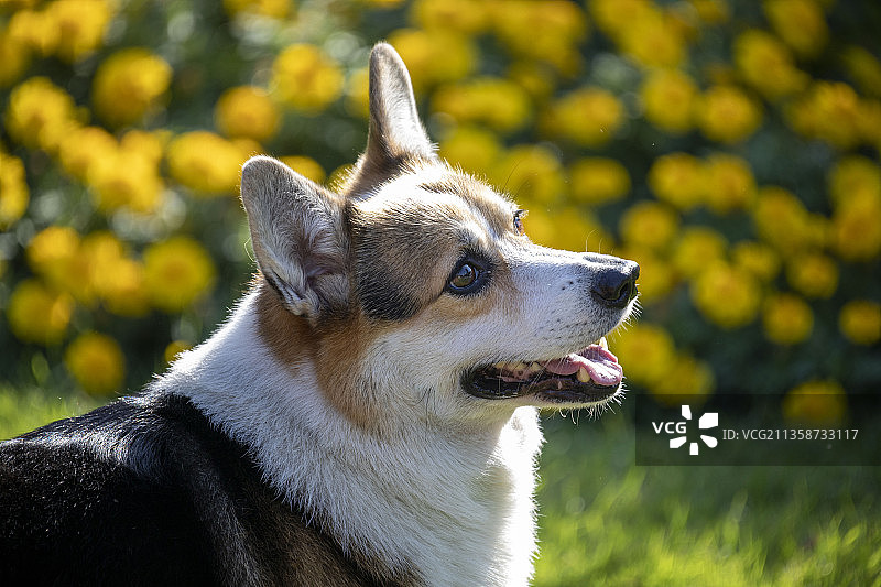 撒娇的柯基犬图片素材