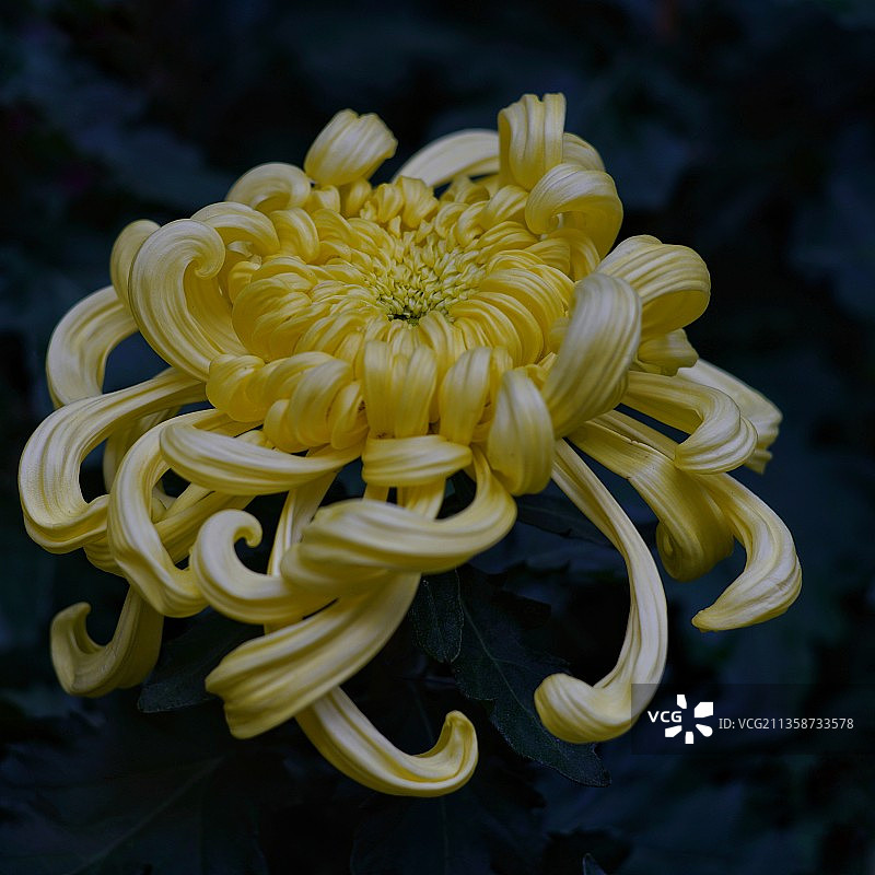 开封赏菊花图片素材