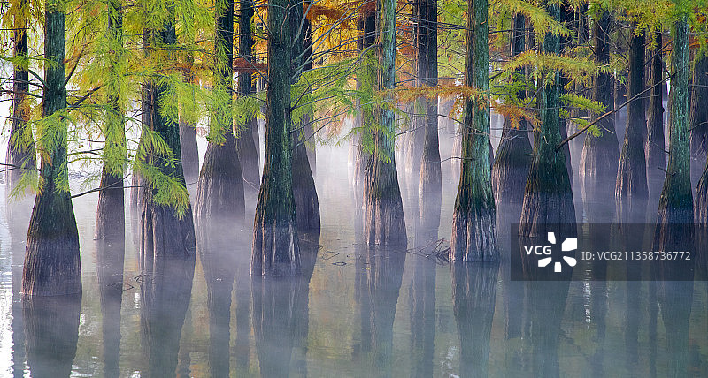 南京止马岭水杉图片素材