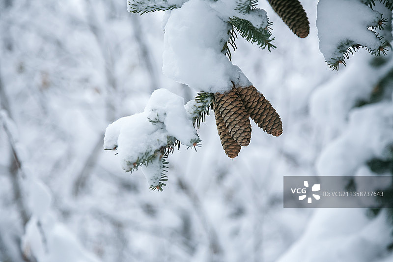 冬天大雪后的松塔，松果图片素材