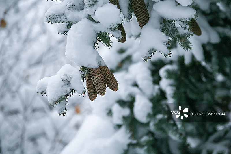 冬天大雪后的松塔，松果图片素材