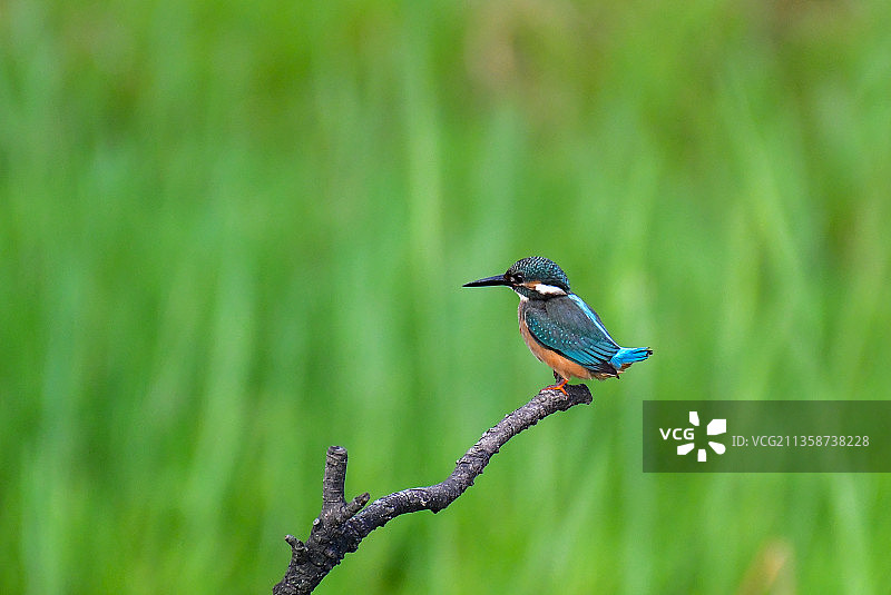 俏立村头的小翠鸟图片素材