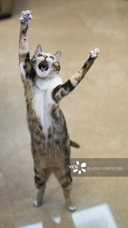 奶凶的小猫图片素材