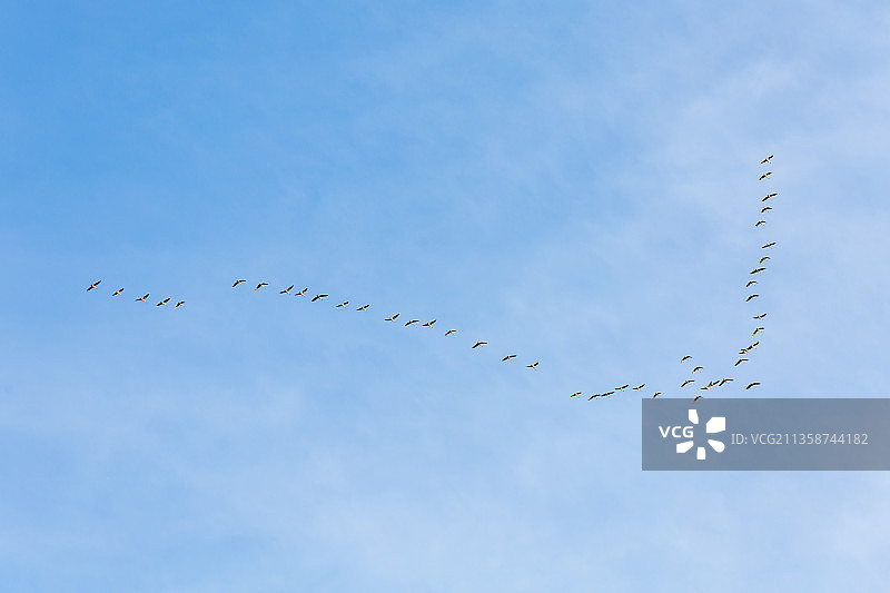 天空中人字形飞翔的南归大雁图片素材