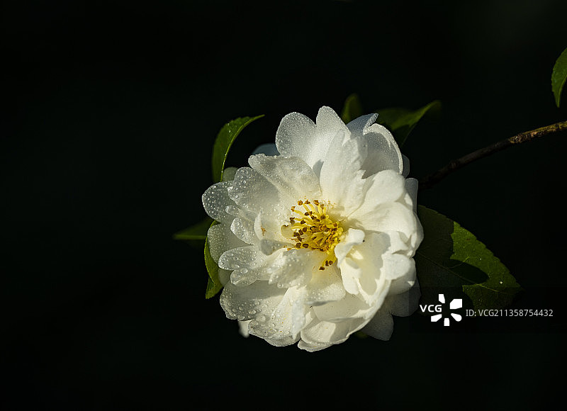 西湖菊韵图片素材