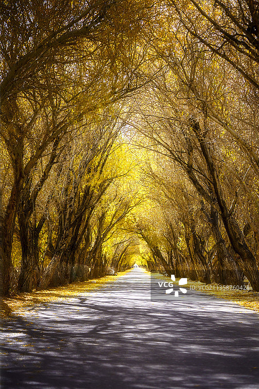 胡杨林时空隧道图片素材