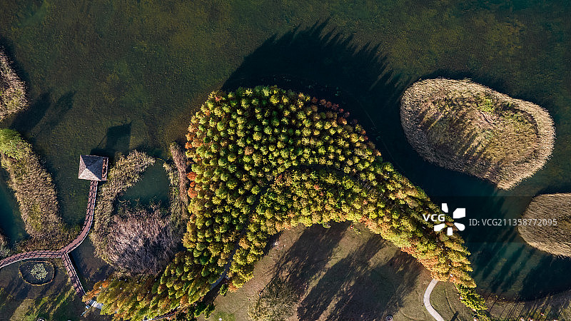 长沙松雅湖水杉秋天变红图片素材