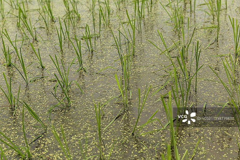 水稻-春季-播种图片素材