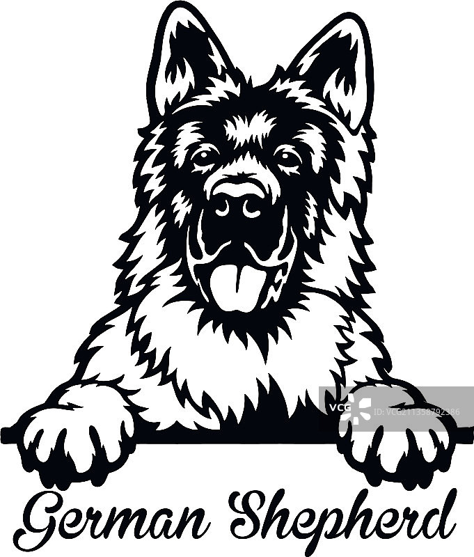 德国牧羊犬头部特写图片素材